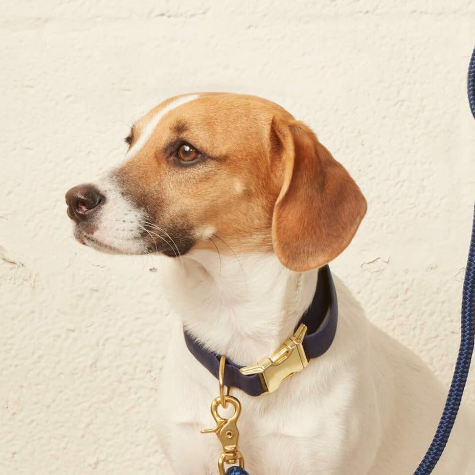 Navy Blue Cotton Dog Collar with Brass D-Ring