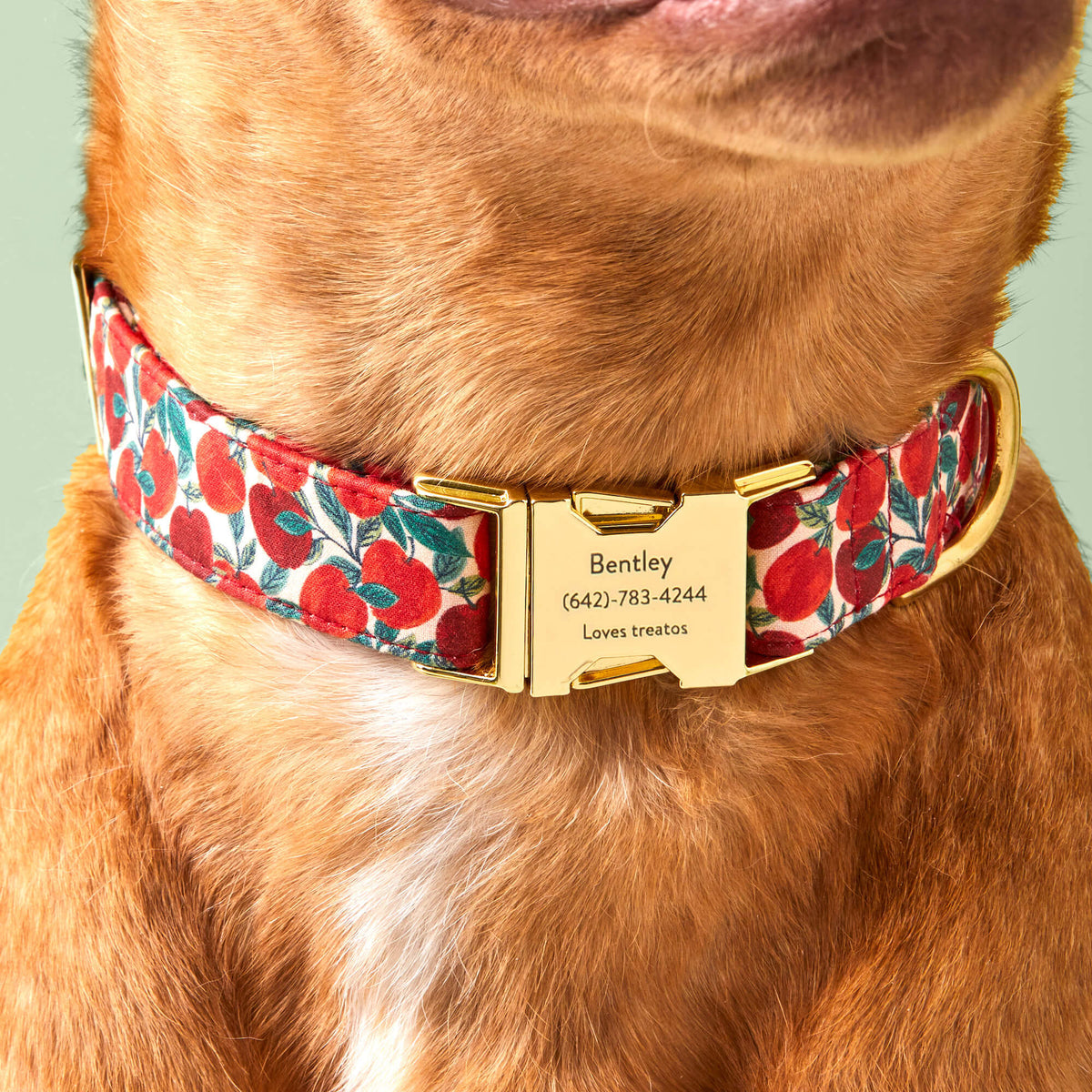 Apple Print Soft Fabric Dog Collar with Metal Hardware