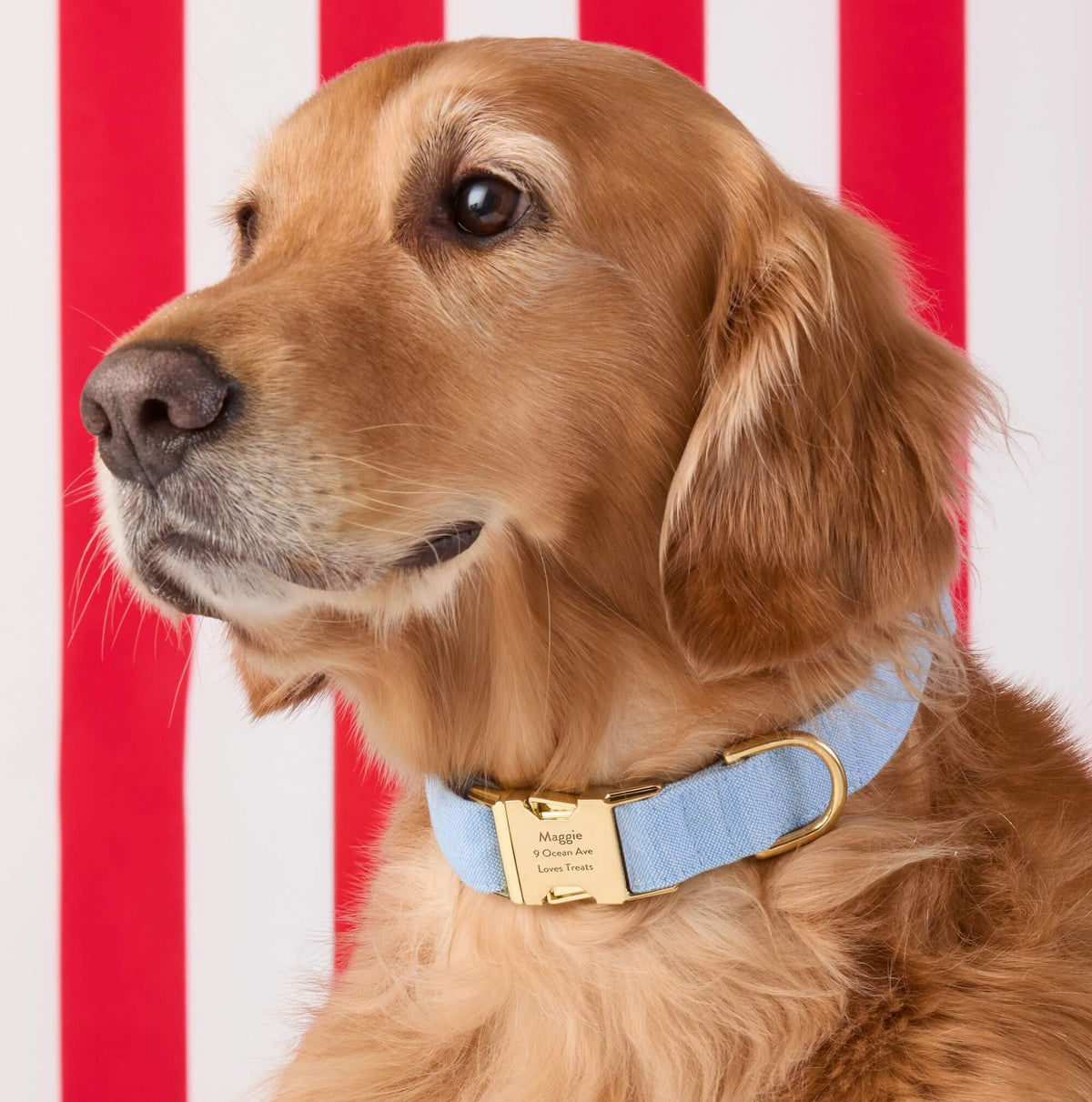 Blue Chambray Cotton Dog Collar with Brass D-Ring
