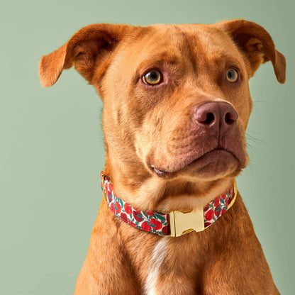 Apple Print Soft Fabric Dog Collar with Metal Hardware