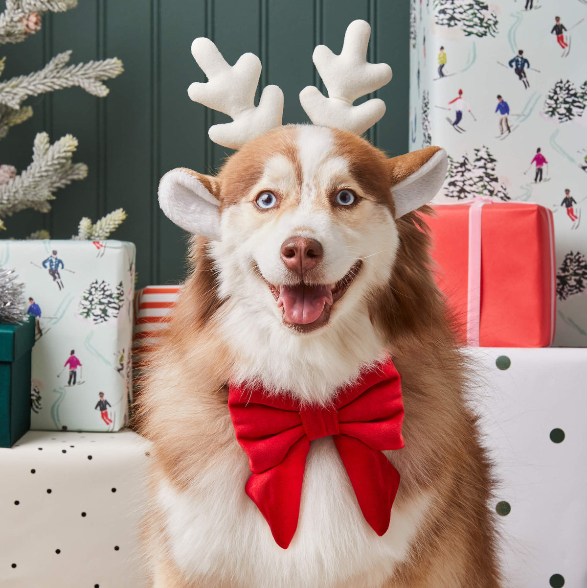 Red Velvet Dog Collar with Removable Lady Bow