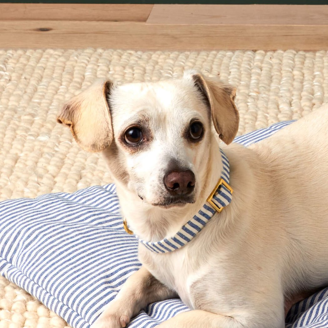 Blue & White Striped Cotton Dog Collar with Brass D-Ring