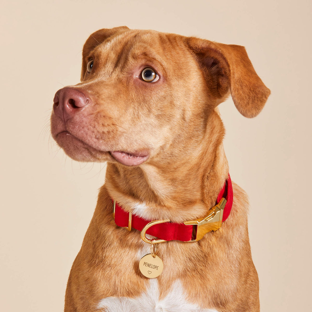 Ruby Red Cotton Dog Collar with Gold Hardware