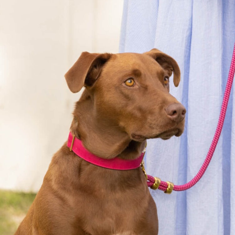 Hot Pink Cotton Dog Collar with Gold Hardware