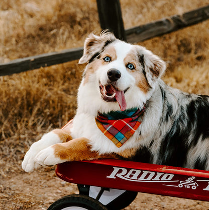 Orange, Red & Teal Plaid Cotton Flannel Dog Bandana