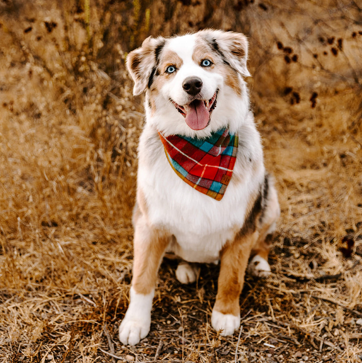 Orange, Red & Teal Plaid Cotton Flannel Dog Bandana