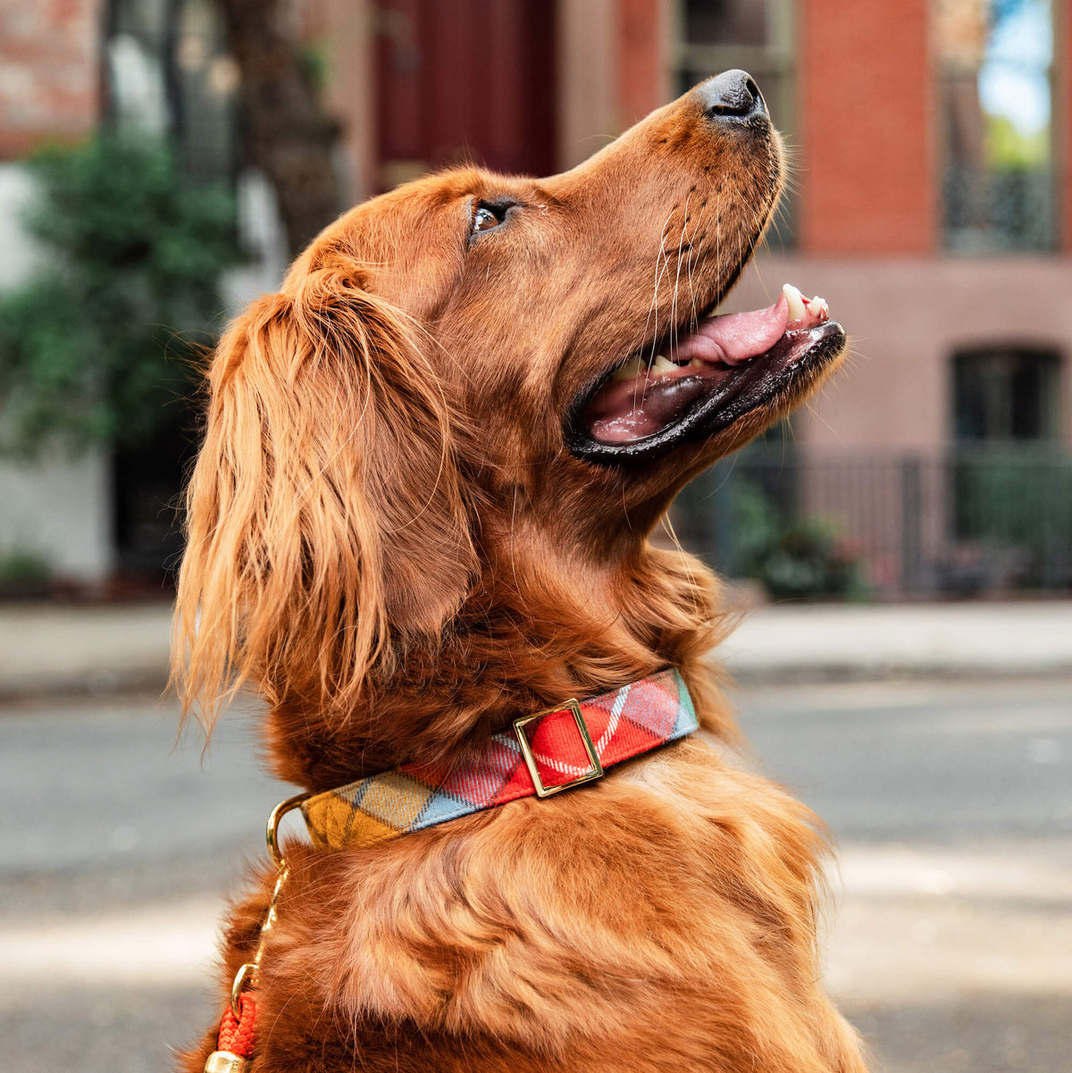 Orange & Blue Plaid Flannel Dog Collar with Gold Hardware