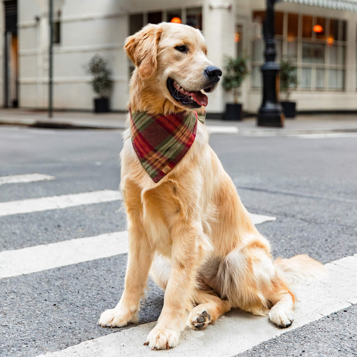 Burgundy & Olive Plaid Flannel Tie-On Dog Bandana