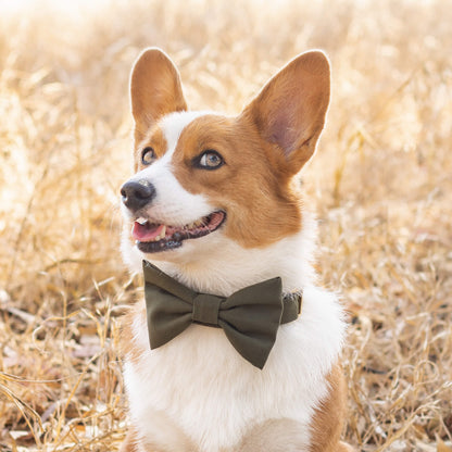 Olive Green Cotton Dog Collar with Gold Hardware