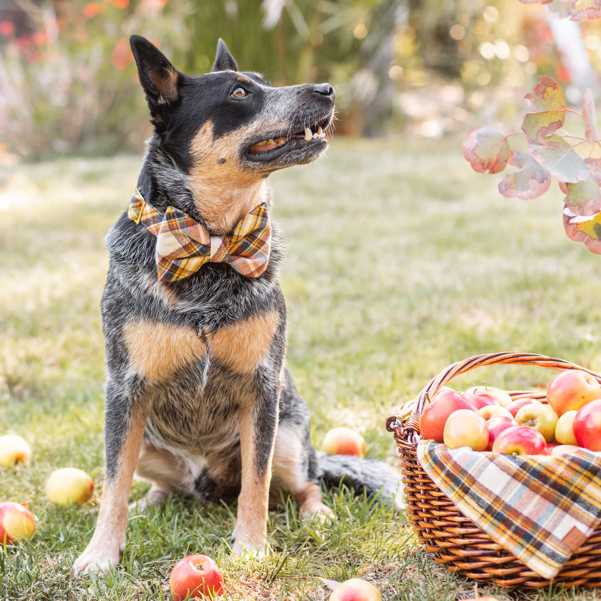 Mustard & Navy Plaid Cotton Flannel Dog Collar with Gold D-Ring