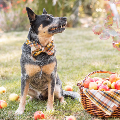 Mustard & Navy Plaid Cotton Flannel Dog Collar with Gold D-Ring