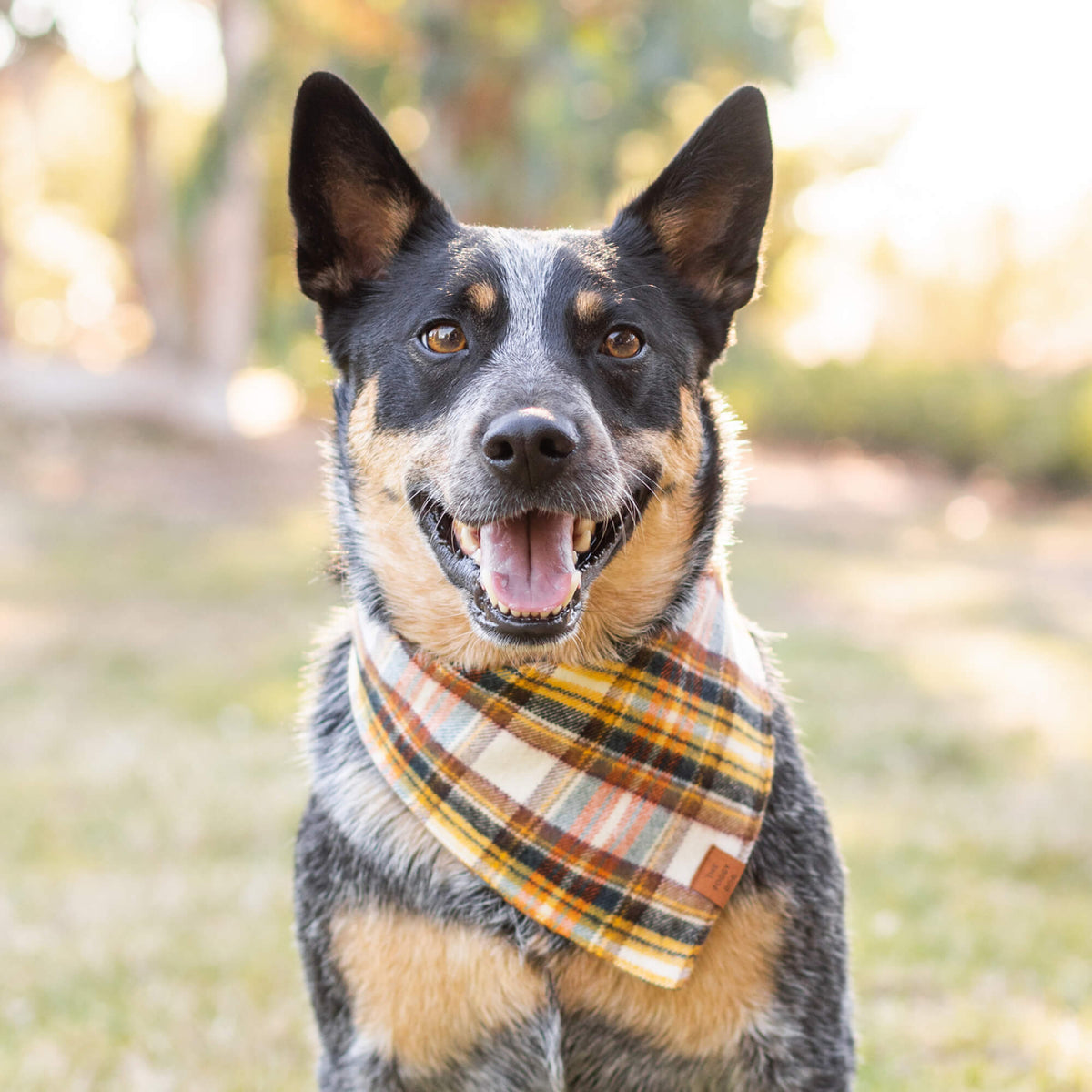 Orange & Navy Plaid Thick Cotton Flannel Dog Bandana