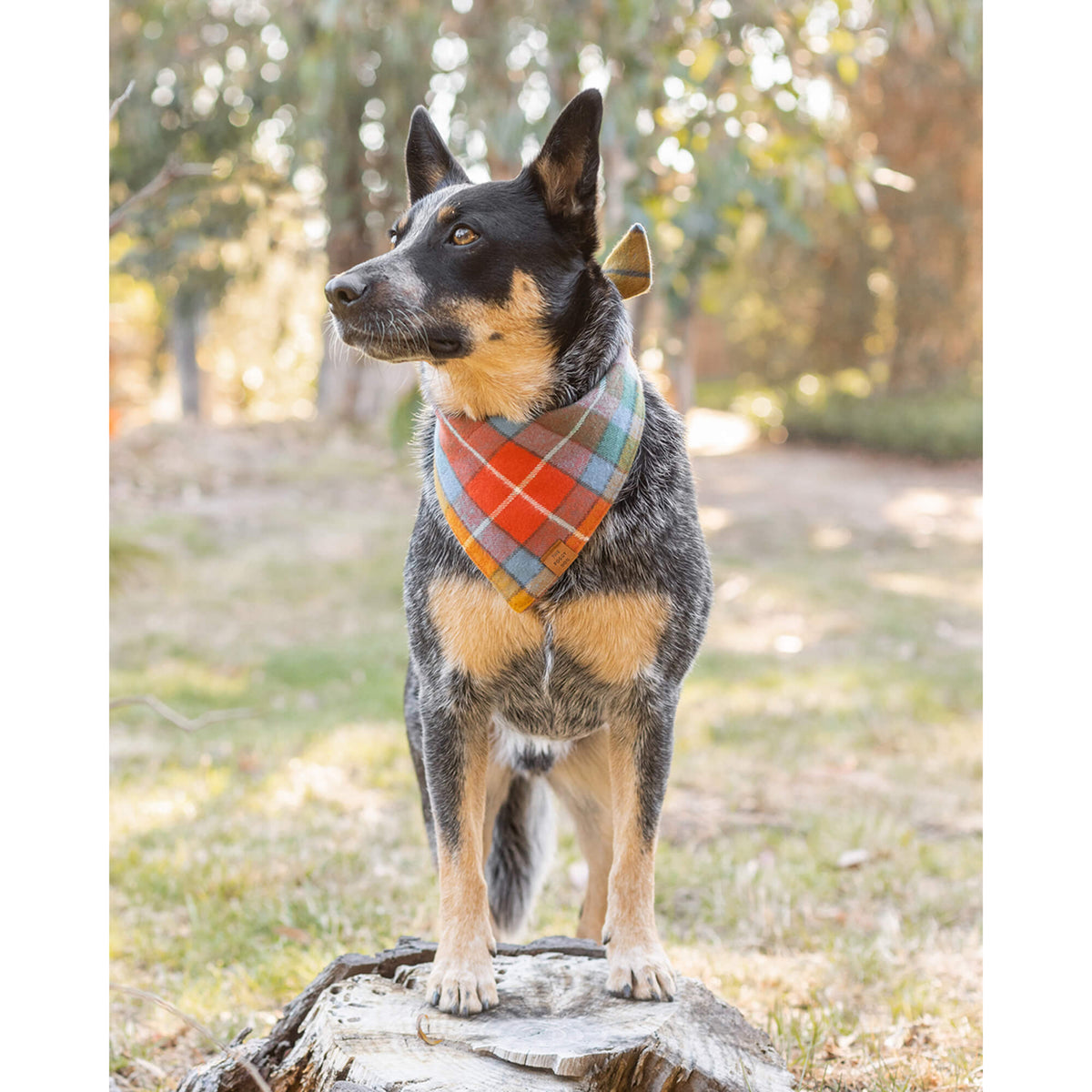 Orange, Red & Teal Plaid Cotton Flannel Dog Bandana