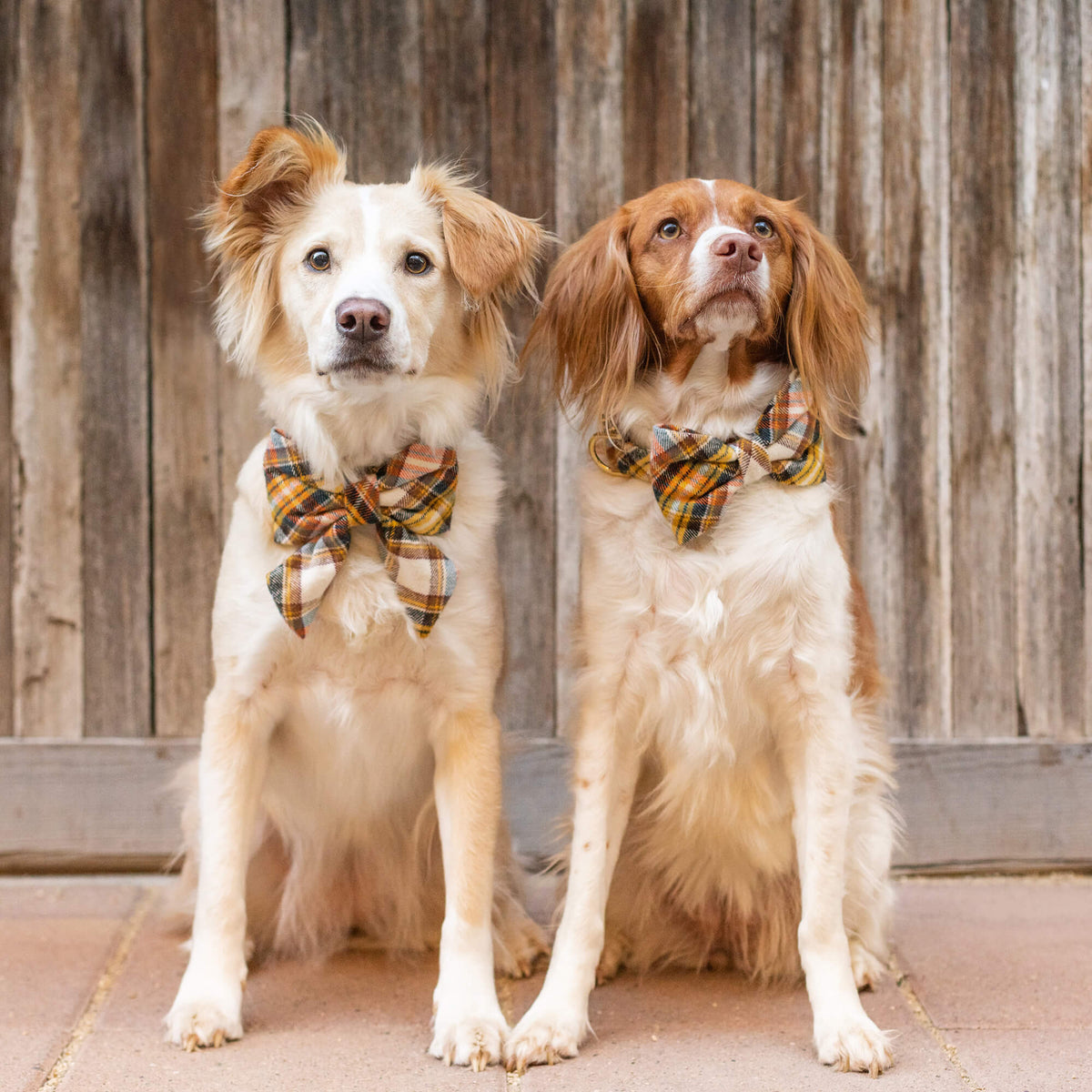 Mustard & Navy Plaid Cotton Flannel Dog Collar with Gold D-Ring