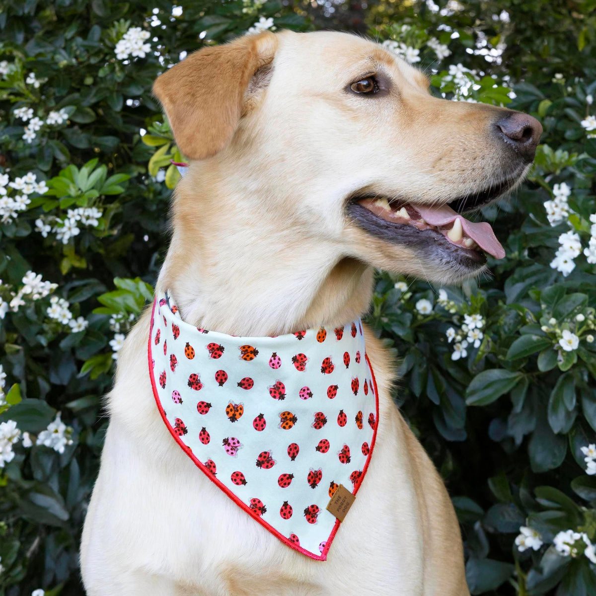 Light Blue Ladybug Print Cotton Dog Bandana with Red Hem