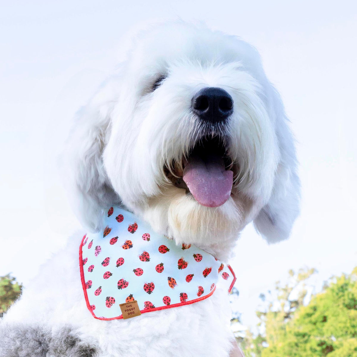 Light Blue Ladybug Print Cotton Dog Bandana with Red Hem