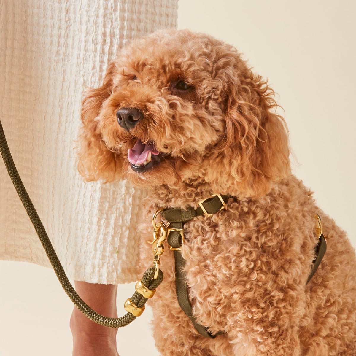 Olive Green Braided Marine Rope Dog Leash, 5 ft