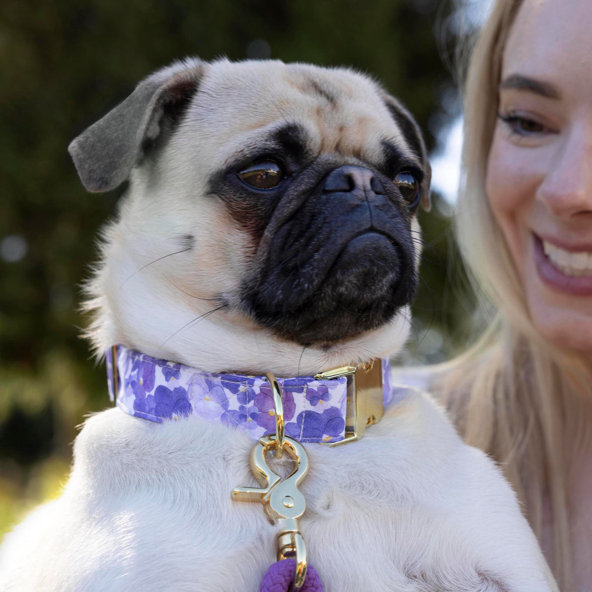 Purple Pansy Floral Cotton Dog Collar, Sizes XS to Large