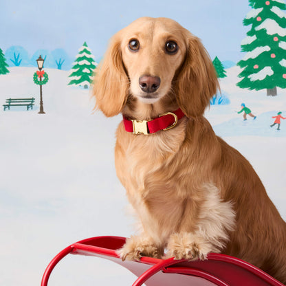 Ruby Red Cotton Dog Collar with Gold Hardware
