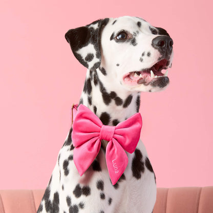 Hot Pink Velvet Dog Collar with Removable Lady Bow