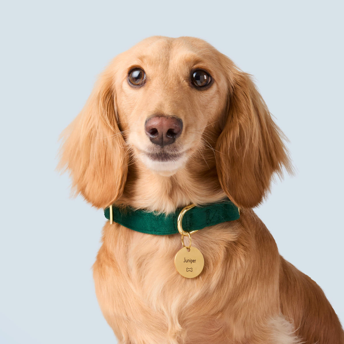 Round Pet ID Tag with Bone Icon, Gold-Tone Stainless Steel