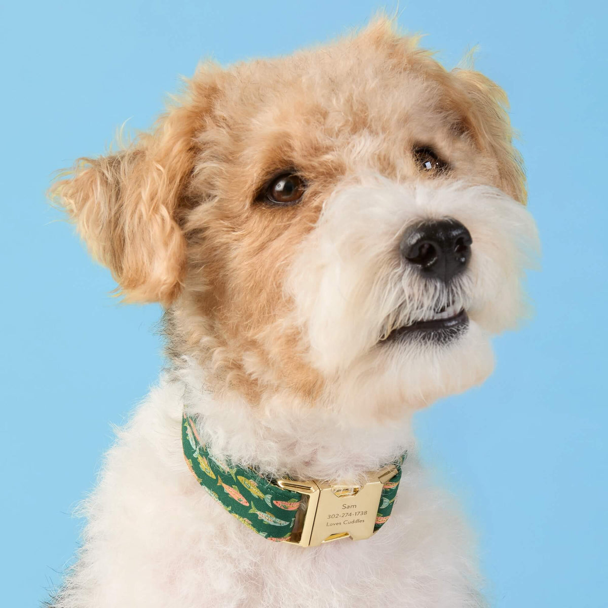 Green Fish Print Cotton Dog Collar with Brass D-Ring