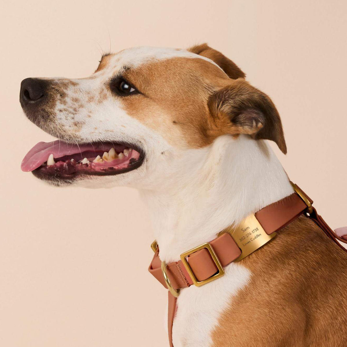 Gold Stainless Steel Pet ID Tag for Dogs and Cats, Nickel-Free