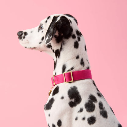 Hot Pink Cotton Dog Collar with Gold Hardware