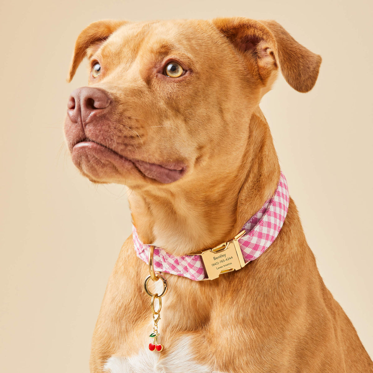 Hot Pink Gingham Cotton Dog Collar with Gold Hardware