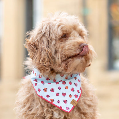 Light Blue Ladybug Print Cotton Dog Bandana with Red Hem