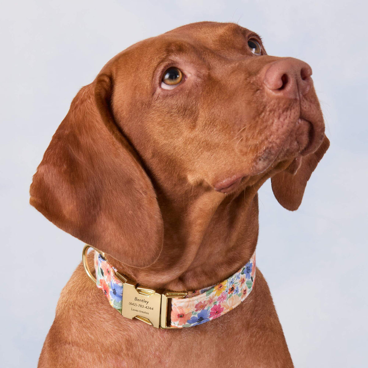 Pink Floral Cotton Dog Collar with Gold Hardware