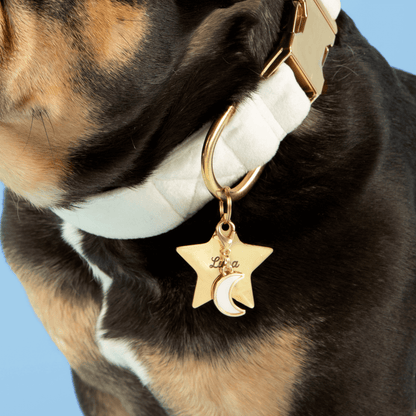 Ivory Velvet Dog Collar with Brass D-Ring