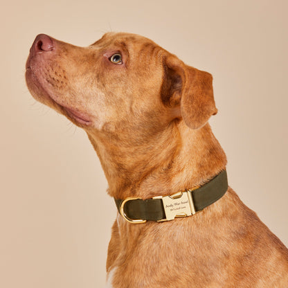 Olive Green Cotton Dog Collar with Gold Hardware