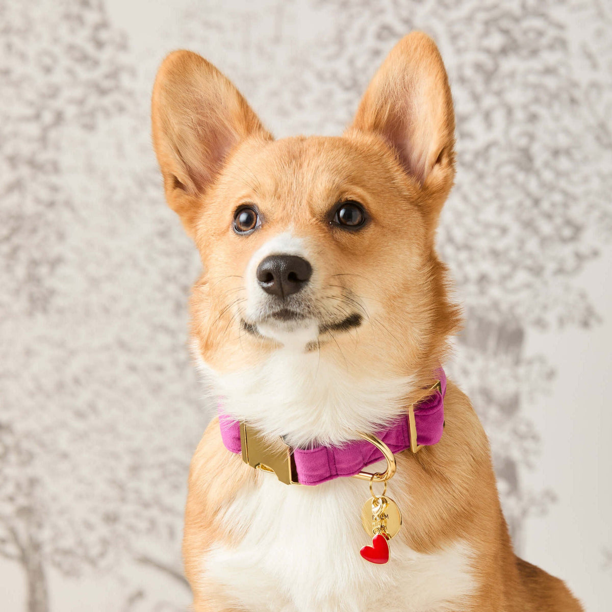 Purple Velvet Dog Collar with Gold Hardware