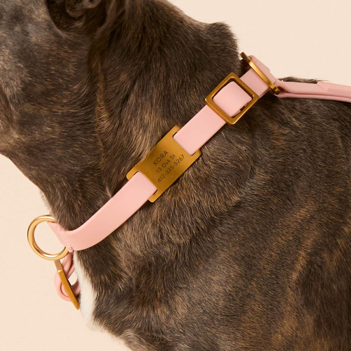 Gold Stainless Steel Pet ID Tag for Dogs and Cats, Nickel-Free
