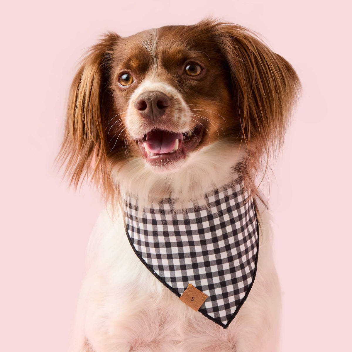Lilac Ghost & Bat Halloween Reversible Dog Bandana, Triangle Tie