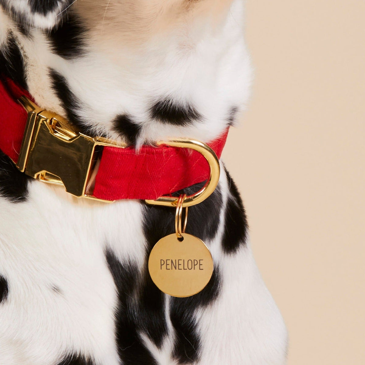 Round Gold Stainless Steel Pet ID Tag for Dogs and Cats, Nickel-Free