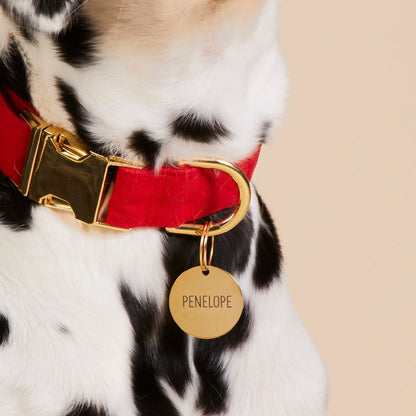 Round Gold Stainless Steel Pet ID Tag for Dogs and Cats, Nickel-Free