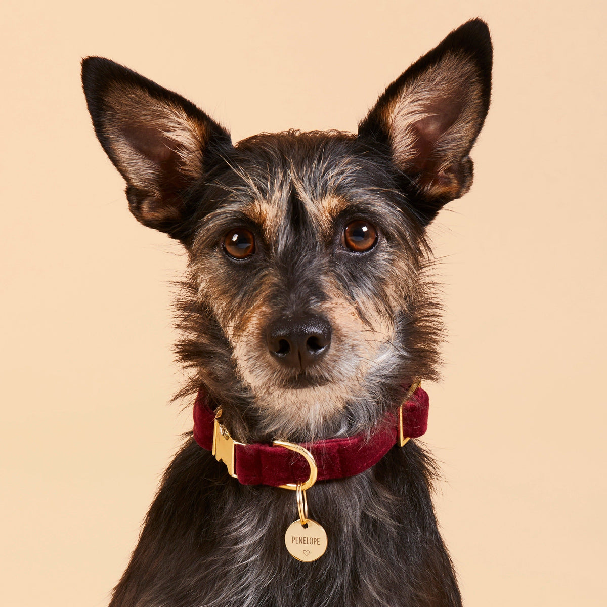 Round Pet ID Tag with Heart Icon, Gold-Tone Stainless Steel