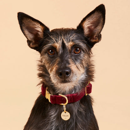 Round Pet ID Tag with Heart Icon, Gold-Tone Stainless Steel