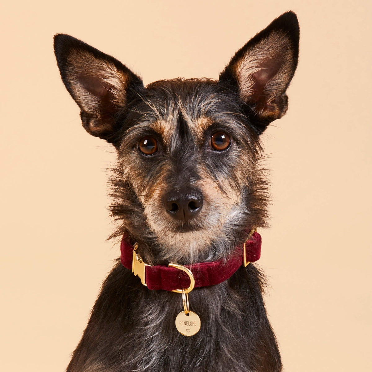 Burgundy Velvet Dog Collar with Gold Hardware