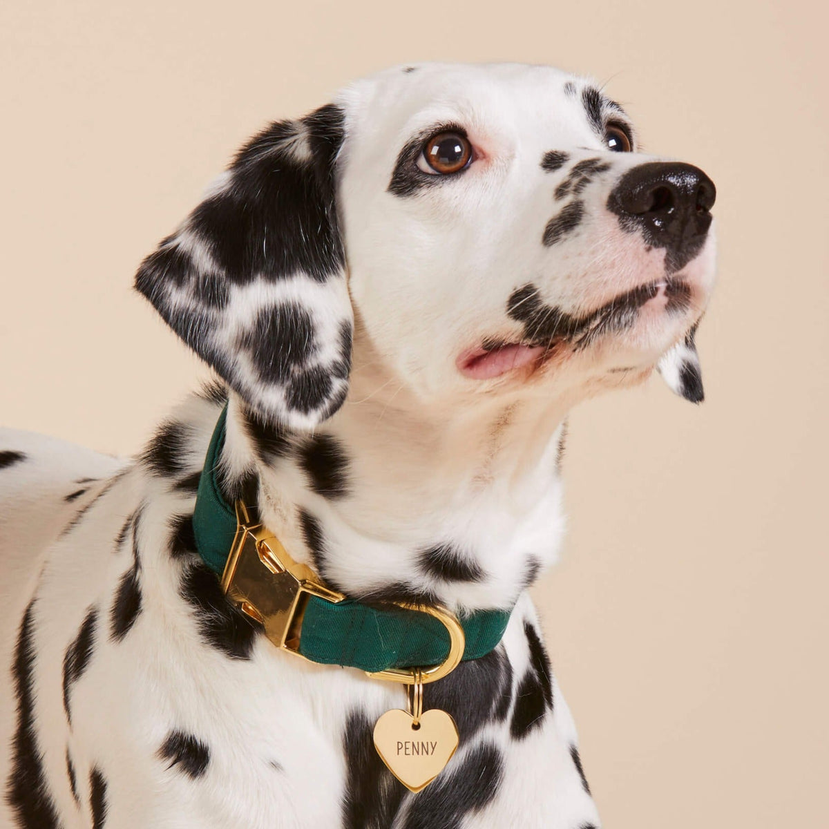 Dark Green Cotton Dog Collar with Gold Hardware