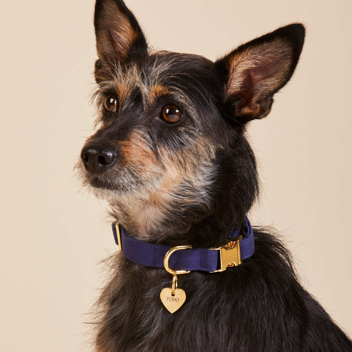 Navy Blue Cotton Dog Collar with Brass D-Ring