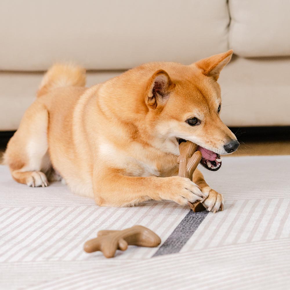 Bacon-Flavored Nylon Dog Chew Toy, Bone or Antler Shape