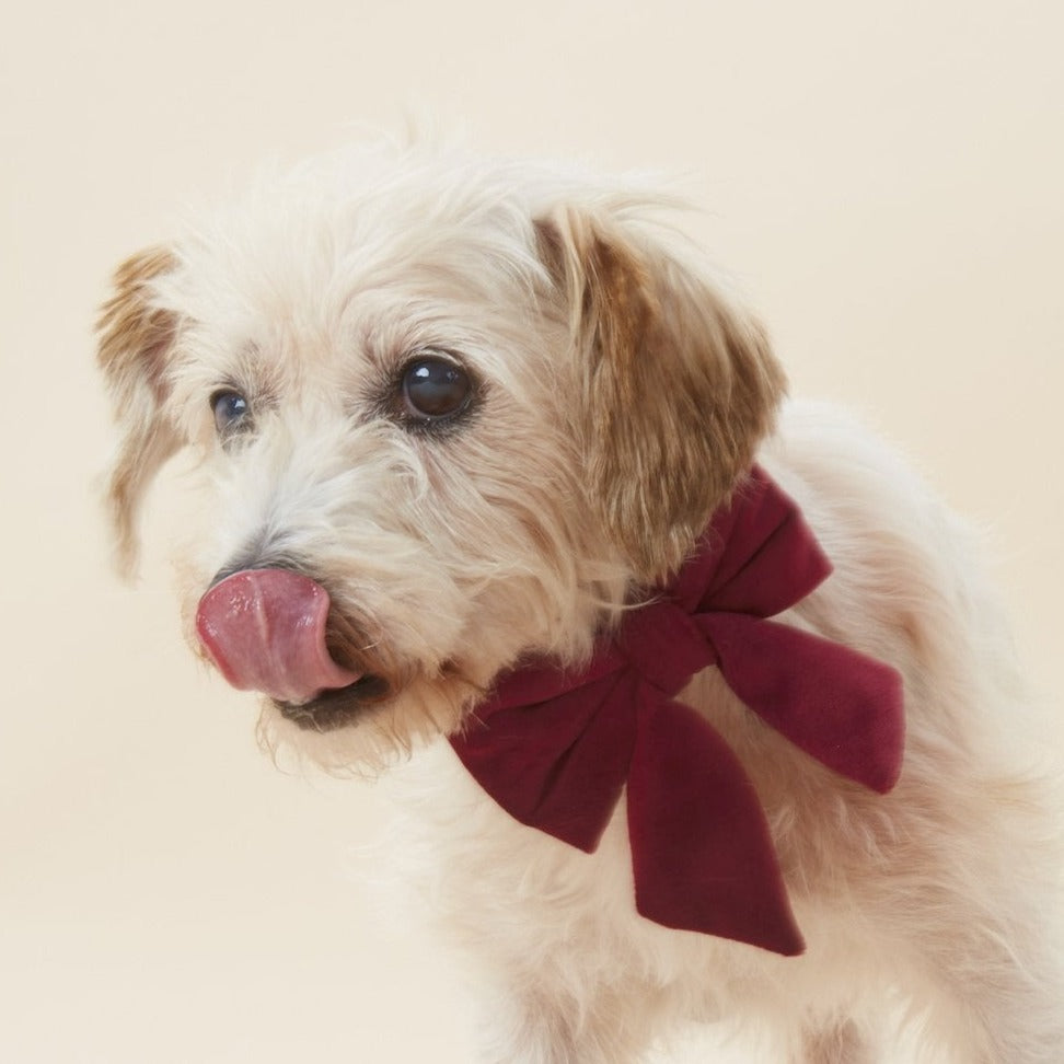 Burgundy Velvet Dog Collar with Removable Lady Bow