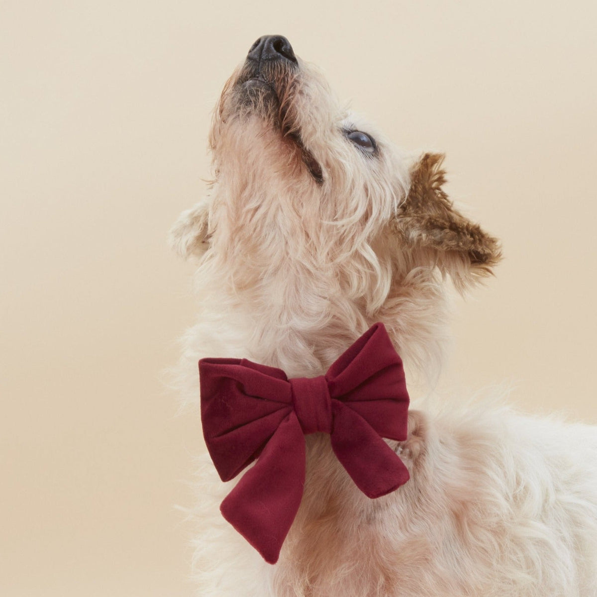 Burgundy Velvet Dog Collar with Removable Lady Bow