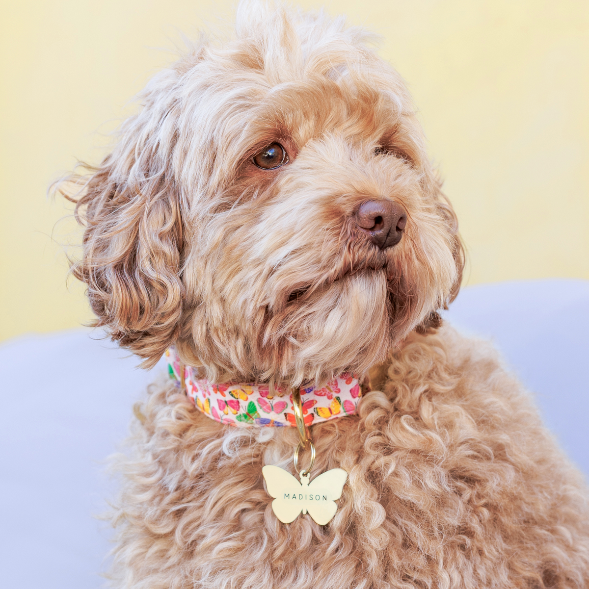 Butterfly Shaped Pet ID Tag, Gold-Tone Stainless Steel