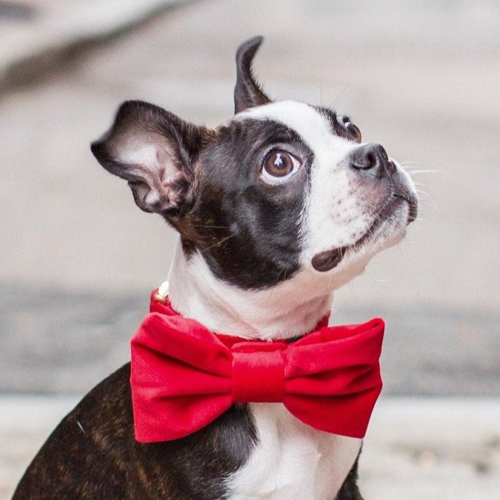 Red Velvet Dog Collar with Removable Bow Tie
