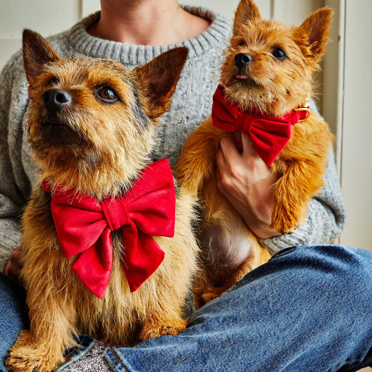 Red Velvet Dog Collar with Removable Bow Tie