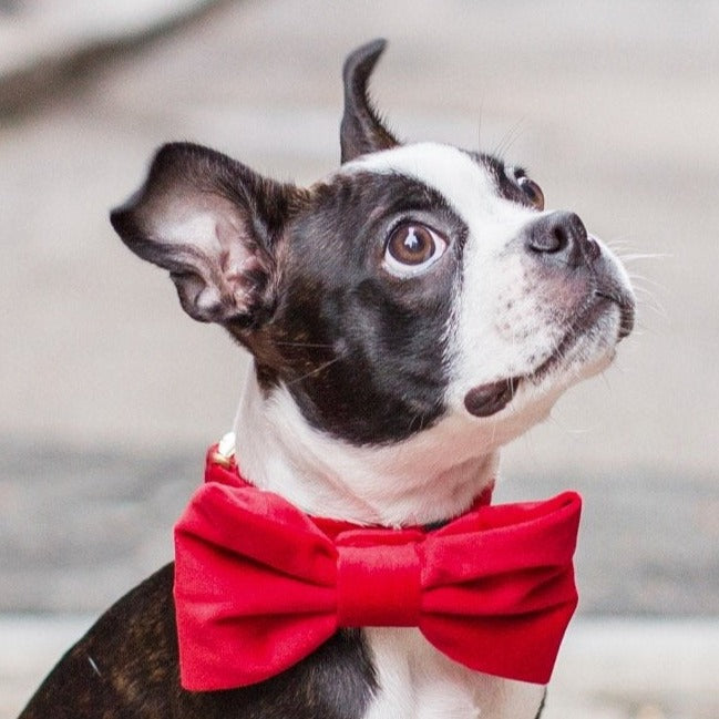 Red Velvet Dog Bow Tie, Collar Attachment